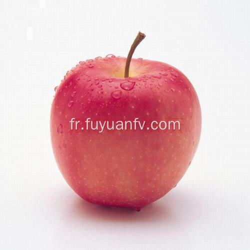Pomme Fuji fraîche de haute qualité